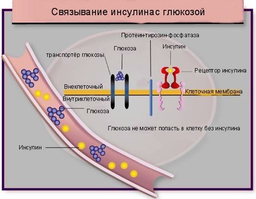 я похудел от сиофора