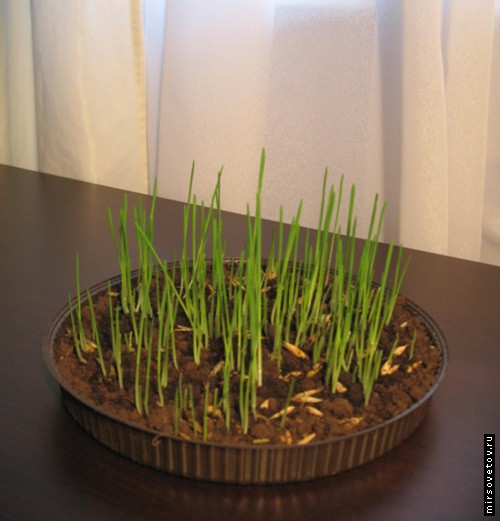 ��������� ���� �������� ��������, ��� ������� �������������� ���������� ������� � �������� � ���� �� �������� ������������� ��������� � ������� ������� �������